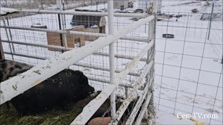 Graham Family Farm: Wet Snow Coming Down