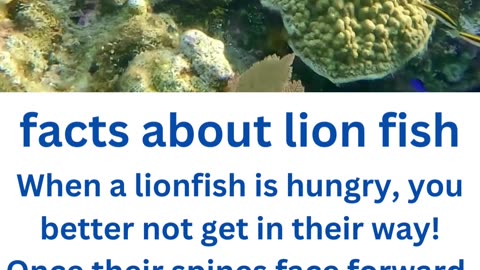 facts about lion fish..1/13