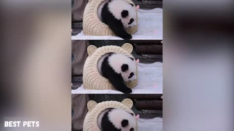 Cute panda funny video