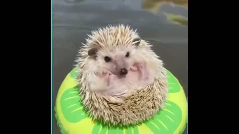 Porcupine floating on buoy