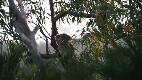 Cute Koalas Playing 🐨 Funny Koala Bears [Funny Pets]