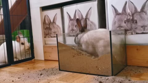 The Adorable Rabbit digs sand to impress his female partner