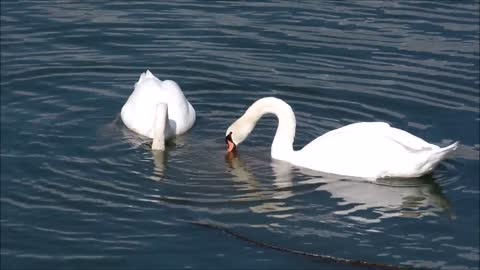swan-swans-waterfowl-white-water