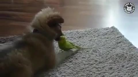 Dog love parrot! Funny video