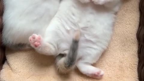 Sleepy Sneezing Cat #Funny #Video