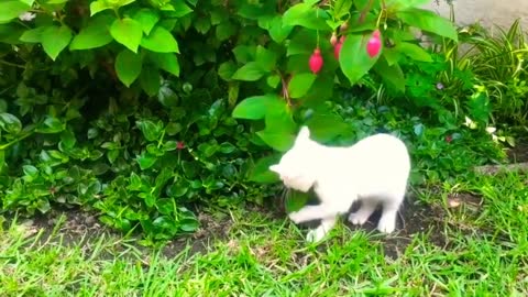 Cute animals video very sweet cats and dogs funny video
