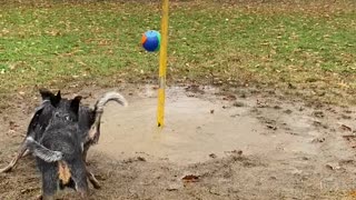 Pepper and Rambo the Heelers Play Tetherball