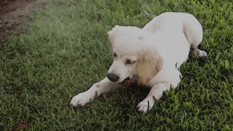 Cute Dog Playing