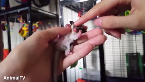 SUGAR GLIDERS Flying - Funny & Cute Compilation