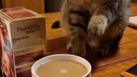 Funny Animals Shorts 201 :-) cat & coffee 😂 Cats Dogs Pets laugh viral video