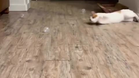 #catfunnyvideo