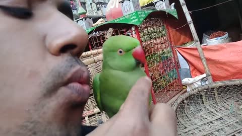 Funny Parrot - A Cute Funny Parrots Talking Videos Compilation.Unique parrot birds