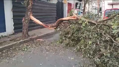 Árbol afecta la movilidad en el centro de Bucaramanga