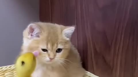 Cute cat 😺 and 🦆