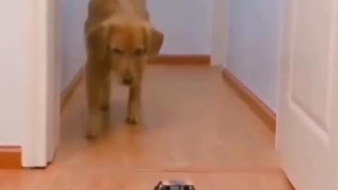 Cute dog getting scared to wits