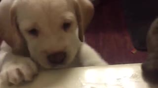 Cute puppies and bath tube