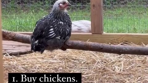 This chicken shows us the meaning of happiness