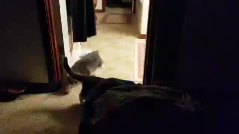 Cat leaves the planet