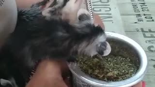 Sharing a Drink With Orphaned Opossum Babies