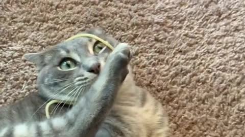 Cat Acts Strangely After Pet Parent Puts Spaghetti On Her Head