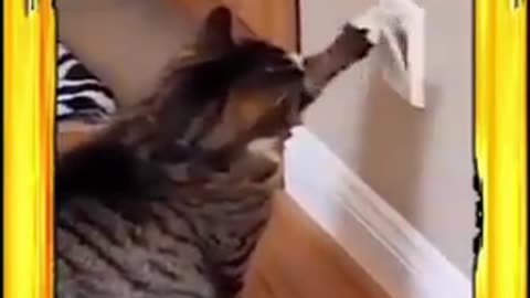 #cute #animals #funny #animal #videos #funnyanimalslife #club #cats #dogs #shorts (360p) (2)