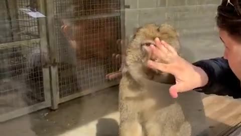 Little brother performs magic for zoo monkeys