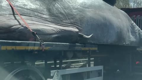 Transporting a Massive Whale Prop on the Highway