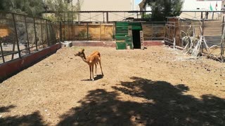 Deer Nile Lechwe Got Raised In Egyptian Zoo