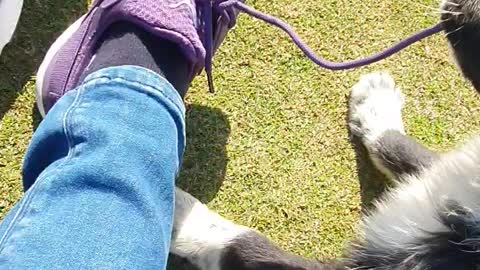 Dog doing untie my shoelace