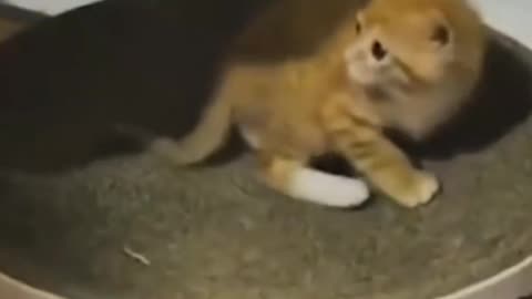 Cats cute fight