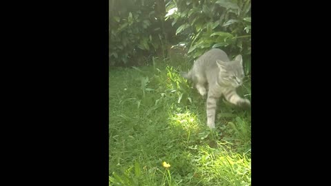 A young cat sits in the grass and suddenly sprints off + Slow Motion