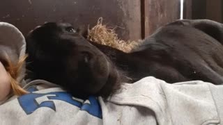 Pony Loves to Cuddle