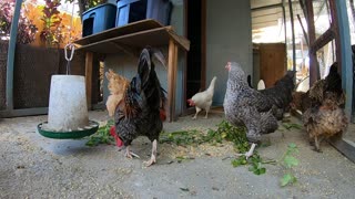 Backyard Chickens Activity Video Sounds Noises Hens Clucking Roosters Crowing!