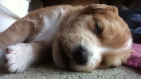 Puppy sleep talking