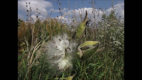 Going To Seed Milkweed Seed Pod Sept 2021