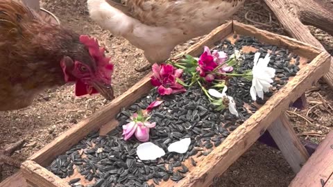 H5 Ranch Chick-Nic: Chickens' Sunflower Celebration in the Coop 🐔🌻