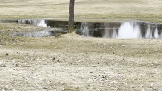 Squirrel on the golf course