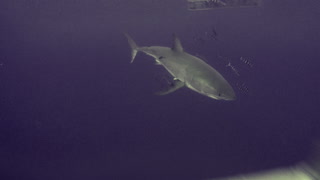 Great White Shark escorted by a school of pilot fish off Guadalupe Island, Mexico.