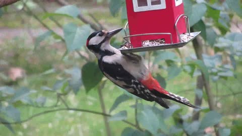 The Hungry Woodpecker: A Bird's Eye View of Feeding Time