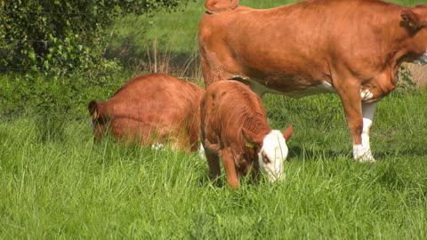 Stress in cattle how to reduce: