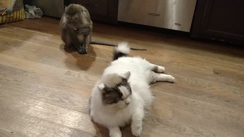 Monkey caught red-handed, tries to blame cat