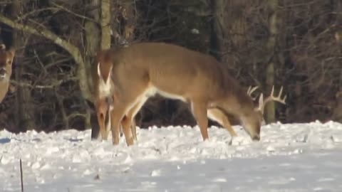 Farm Bucks Digging Up Turnips