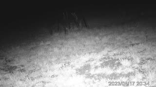 Fox passes by the grassy knoll at night