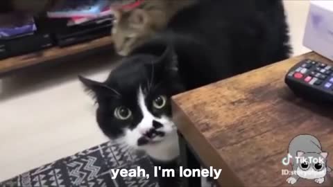 Cats talking !! these cats can speak english better than human