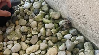 Saving a Baby Bird Stuck in Rocks