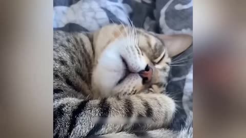 Funny cat videos