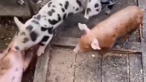 Pigs know how to have fun