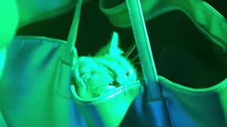 Cat Stashed in Purse at the Club