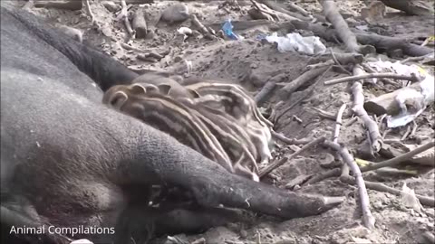 Little Baby Boar Piglets - CUTEST Compilation!