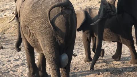 Live elephant birth